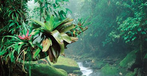 About the Rainforests of Mexico | Experience Traveling in Mexico