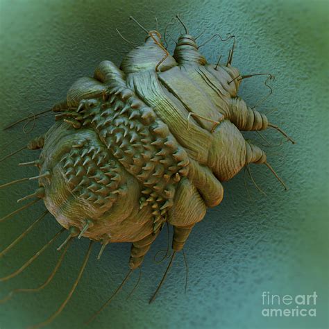 Scabies Mite By Science Picture Co | ubicaciondepersonas.cdmx.gob.mx