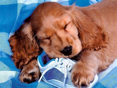 Cute Dog Wallpaper - Dogs Wallpaper (13936344) - Fanpop