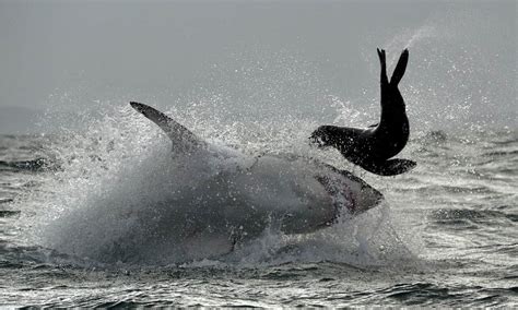 Salmon Shark vs. Great White Shark: 3 Differences & Who Wins in a Fight ...