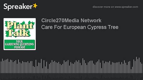 Care For European Cypress Tree - YouTube