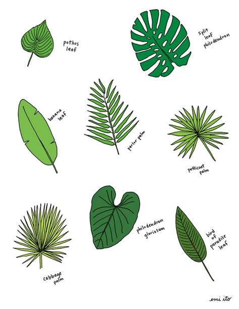 Palm Tree Types Chart