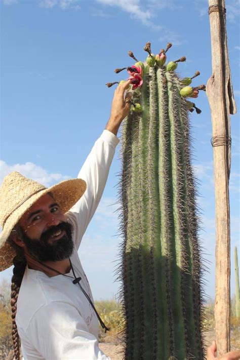 Foraging for Saguaro Fruit: An Annual Tradition - ICT News