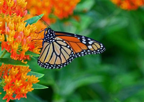 Monarch Butterfly On Milkweed Stock Image - Image: 36757961