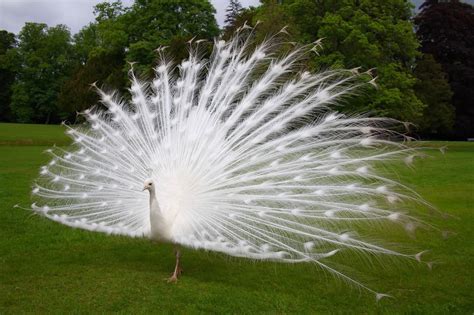 Albino Peacock | Albino peacock, Albino, Nature