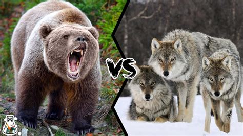 Grizzly Bear vs Wolf Pack - Who Wins This Fight? - YouTube