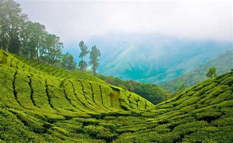 Munnar Tourism (2018) - India > Top Things To Do, Images, Tours & Packages