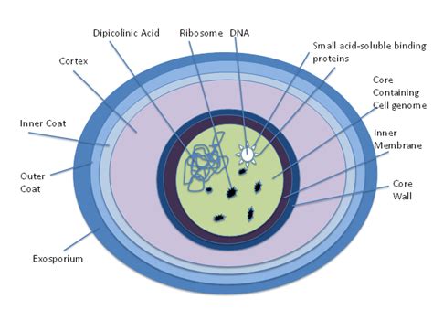 Difference Between Bacterial Endospores and Fungal Spores | Compare the Difference Between ...