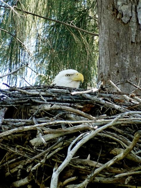 Bald Eagle Nesting Photograph by Frederic BONNEAU Photography - Fine Art America