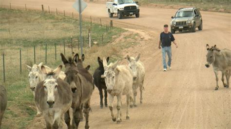 Weekend tours to benefit Cripple Creek wild donkeys