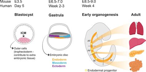 Liver organoids: from basic research to therapeutic applications | Gut