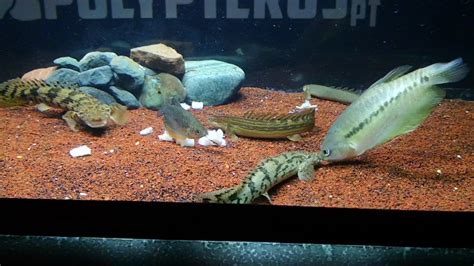 Bichir feeding - YouTube