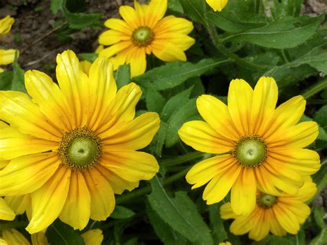 Rudbeckia, Prairie Sun