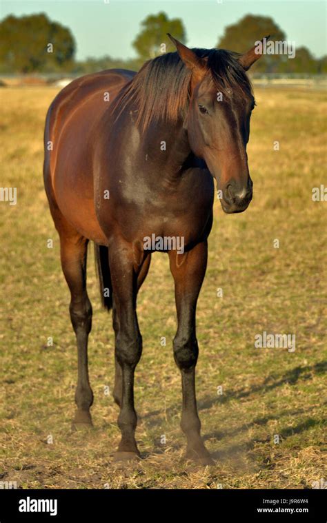 Thoroughbred race horse training farm in Western Australia Stock Photo ...