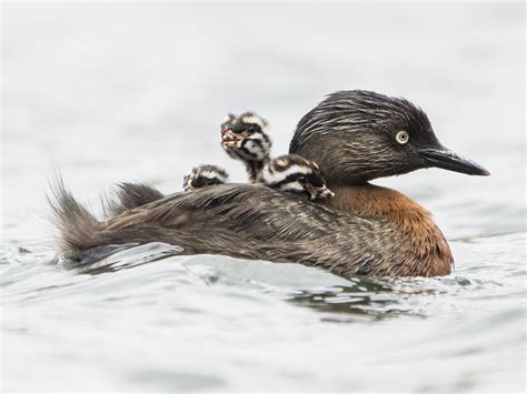 New Zealand Grebe - eBird