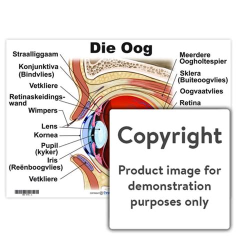 Die Oog – Depicta