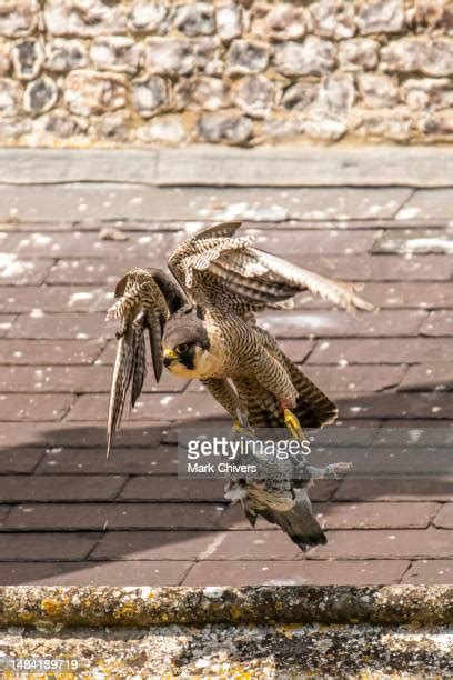 978 Peregrine Falcon Hunting Stock Photos, High-Res Pictures, and ...