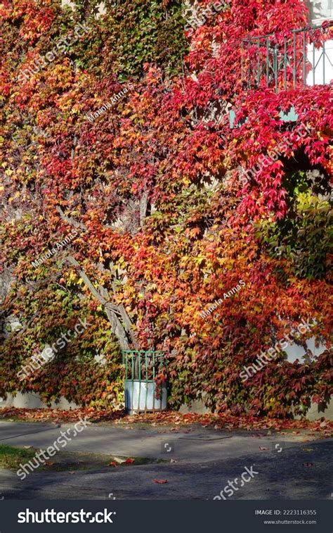 Facade House Covered Grapevines Beautiful Colorful Stock Photo 2223116355 | Shutterstock