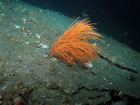 deep sea – Seabed Habitats