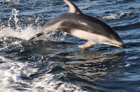 10 Facts about Pacific White-Sided Dolphins - Campbell River Whale Watching and Adventure Tours