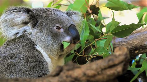 Koala Habitat Facts For Kids | Kids Matttroy