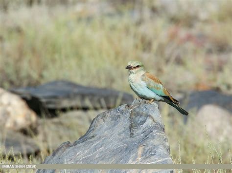 European Roller (Coracias garrulus) | European Roller (Corac… | Flickr