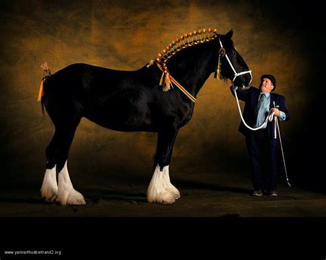 The Reel Foto: Yann Arthus-Bertrand: Fine and Furry Farm Animal Portraits