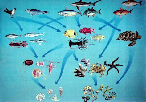 Marine ecosystem food web. This illustrates some of the interrelationships or ecological ...