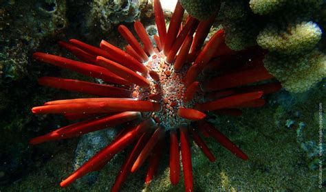 Sea urchins Identification Guide | Snorkeling Report