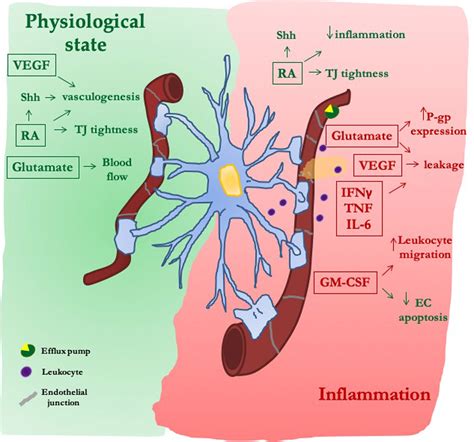 Frontiers | Astrocyte-Derived Paracrine Signals: Relevance for ...