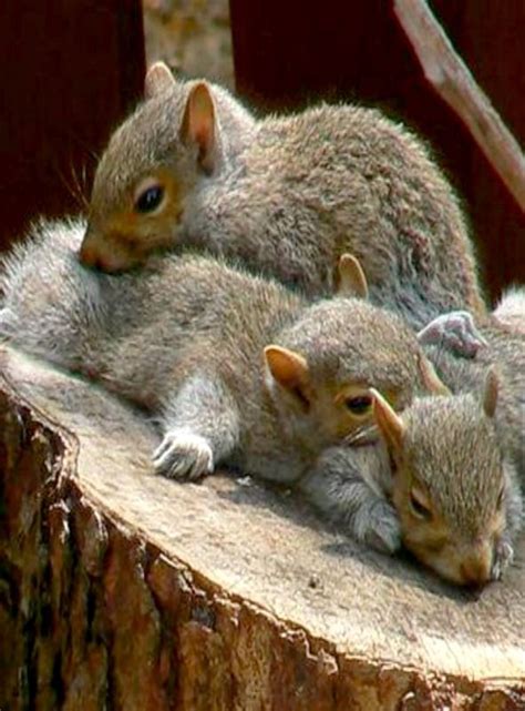 Baby Squirrels Sleeping | Baby squirrel, Cute baby animals, Cute squirrel