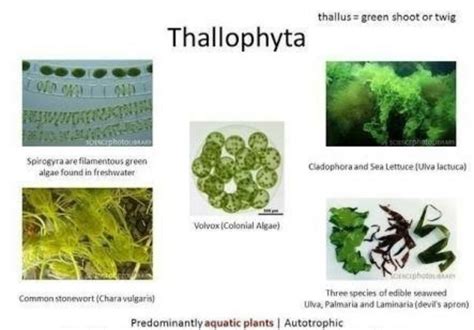 five pic of only thallophyta plants with their names - Brainly.in