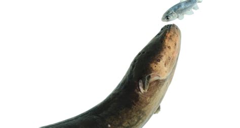 Electric eels remote-control nervous systems of prey