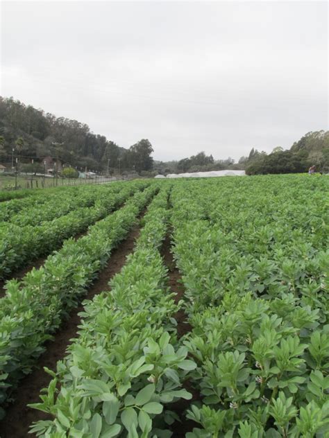 Fava Beans growing