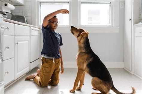 How to Train a Dog: Expert Suggested Commands, Tricks & More