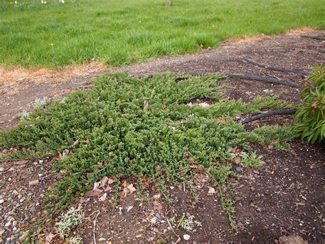 Blue Rug Creeping Juniper - Juniperus horizontalis 'Blue Rug' | North Carolina Extension ...