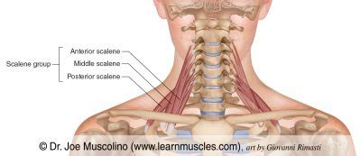 Scalene Group - Learn Muscles