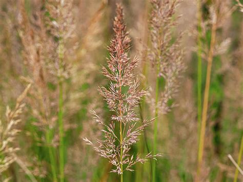 Korean feather reed grass Photograph by Angie C | Fine Art America