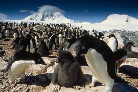 Top 198 + Penguin arctic animals - Lifewithvernonhoward.com