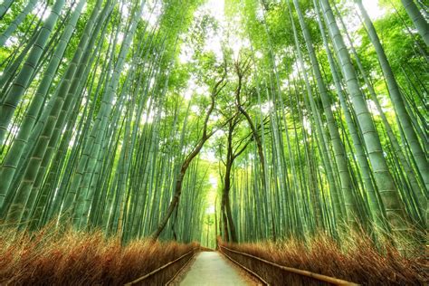 Bamboo Forest, USA: - World Travel