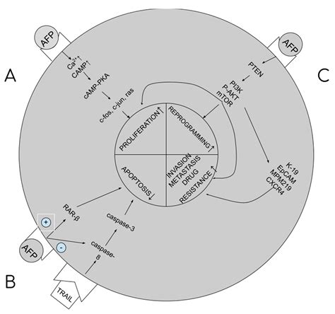 IJMS | Free Full-Text | The Role of Alpha-Fetoprotein (AFP) in ...