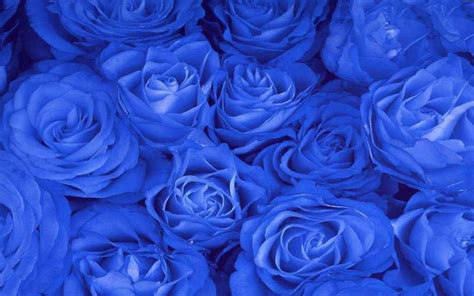 Free Blue Rose Wallpapers - Wallpaper Cave