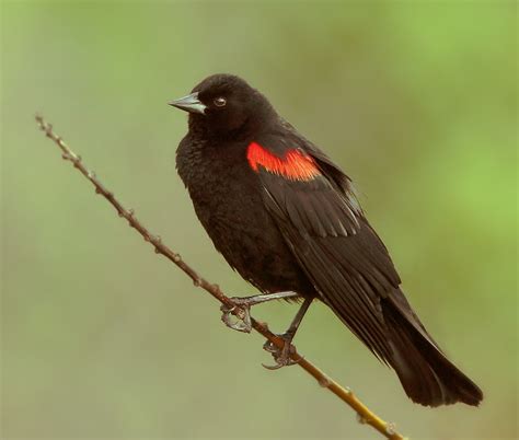 RedwingedBlackbirdp