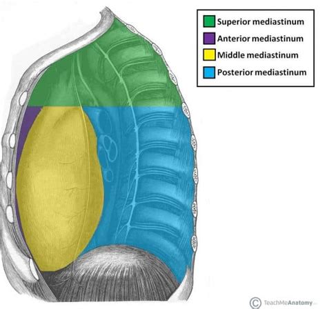 The Anterior Mediastinum - Borders - Contents - TeachMeAnatomy