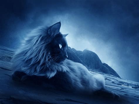 3D Cat Wallpaper - WallpaperSafari