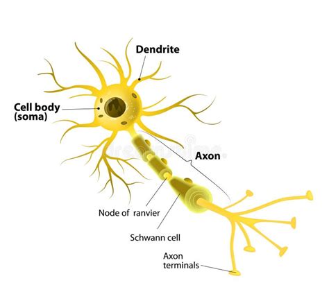 Motor Neuron, Detailed and Accurate, Labeled Stock Vector - Illustration of care, nerve: 51035509