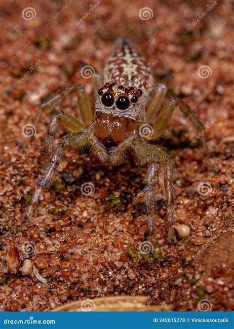 Female Adult Jumping Spider Stock Photo - Image of arachnida ...