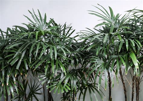 21 Types Of Palm Trees That Can Grow Indoors, 43% OFF