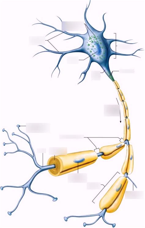 Common Neuron Diagram | Quizlet