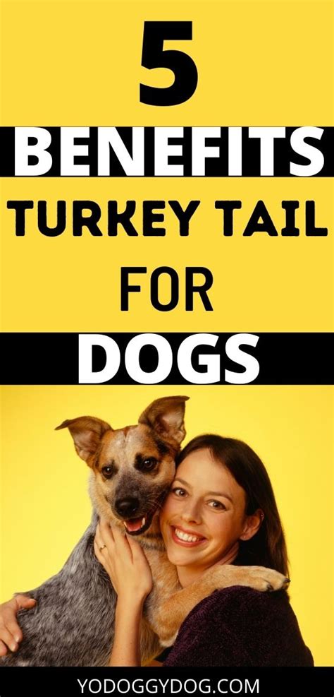 Turkey Tail Mushroom for Dogs: Benefits, Dosage, Precautions | YoCanine